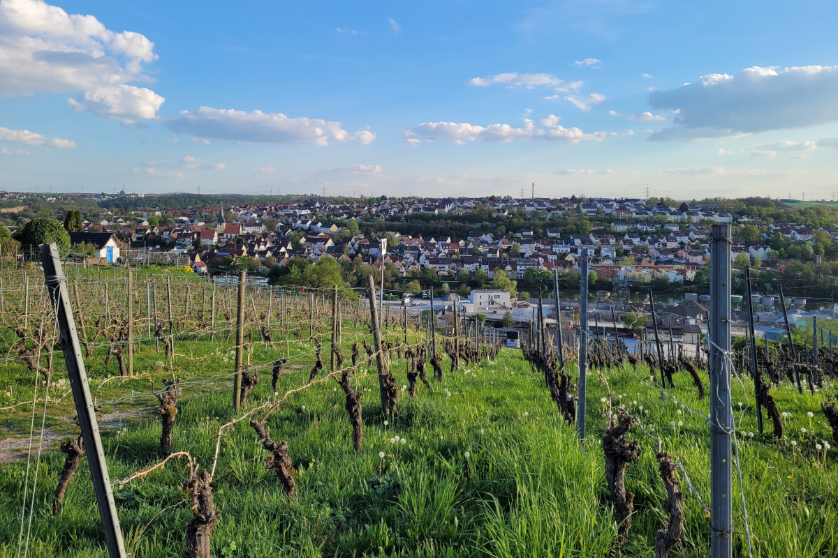 Hoch über dem Neckar: Blick Richtung Benningen.